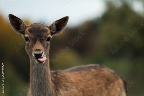 Portrait of young fallow deer (Dama dama) licking its nose