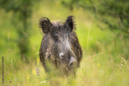 Wild boar walking in the forest. Wild boar alone on the meadow. European wild nature.