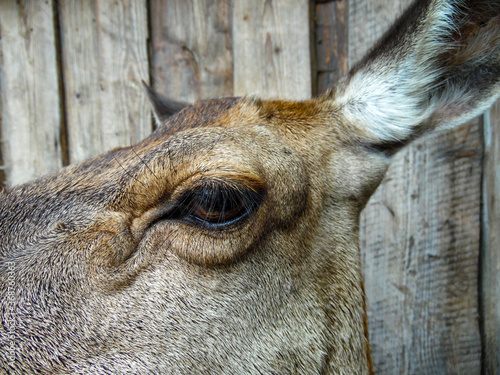 Fototapeta Naklejka Na Ścianę i Meble -  head of a deer