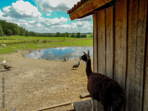 Fototapeta Naklejka Na Ścianę i Meble -  lama in the zoo