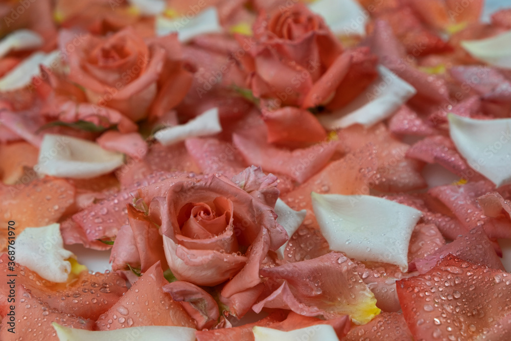 Close-up, fresh roses lying on petals in dew drops. Flowers background.