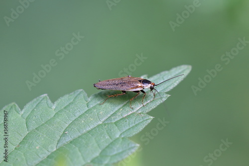 gemeine Waldschabe - Ectobius lapponicus