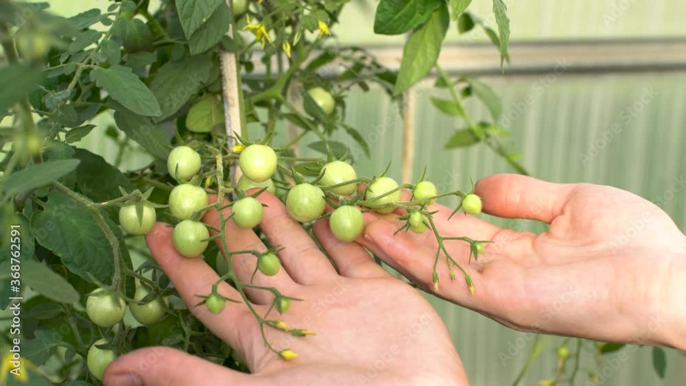Farmer is carefully examining the unripe tomatoes in the greenhouse. Concept of growing healthy and environmentally friendly vegetables