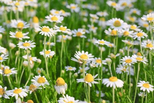 Daisies or chamomile grow on the field. Flowers background