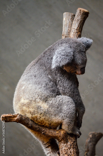 Koalas en el Zoo de Zurich