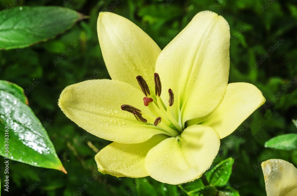 A gorgeous yellow wild Lily flower with dewdrops. Summer flower meadow. A gorgeous yellow wild Lily flower with dewdrops. Summer flower meadow.