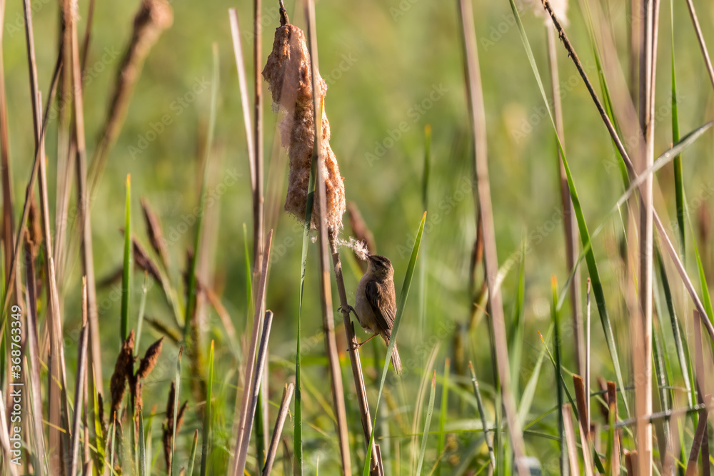 Rokitniczka Acrocephalus schoenobaenus na trzcinie Rokitniczka Acrocephalus schoenobaenus na trzcinie