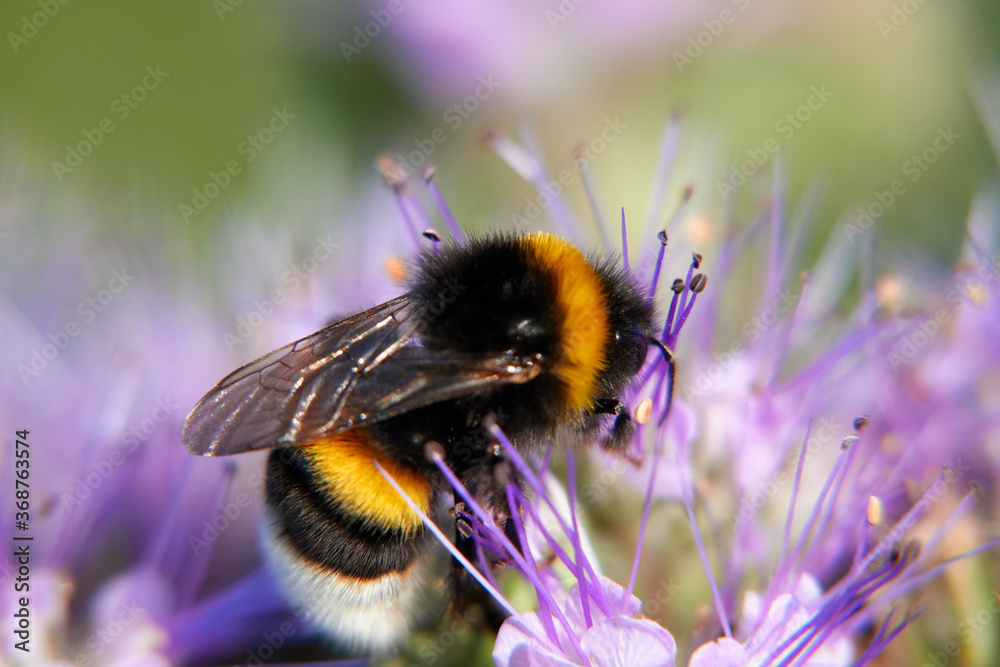 Bumblebee (Bombus) on purple flake flower. Macro. Germany, Swabian Alb. Bumblebee (Bombus) on purple flake flower. Macro. Germany, Swabian Alb.