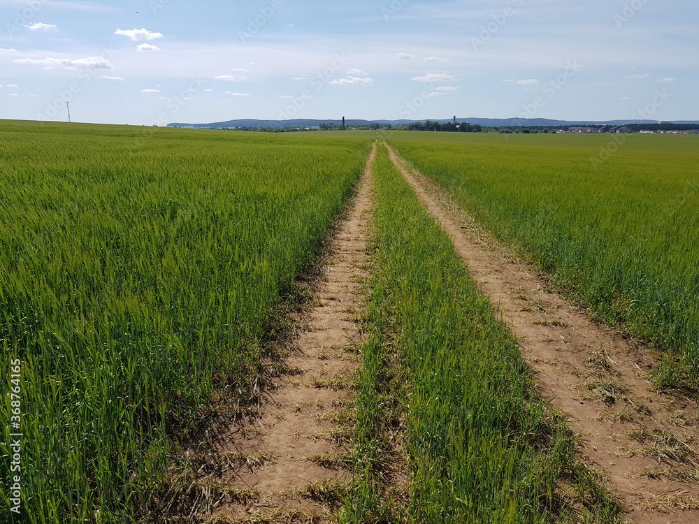 Dirt country road in a green field