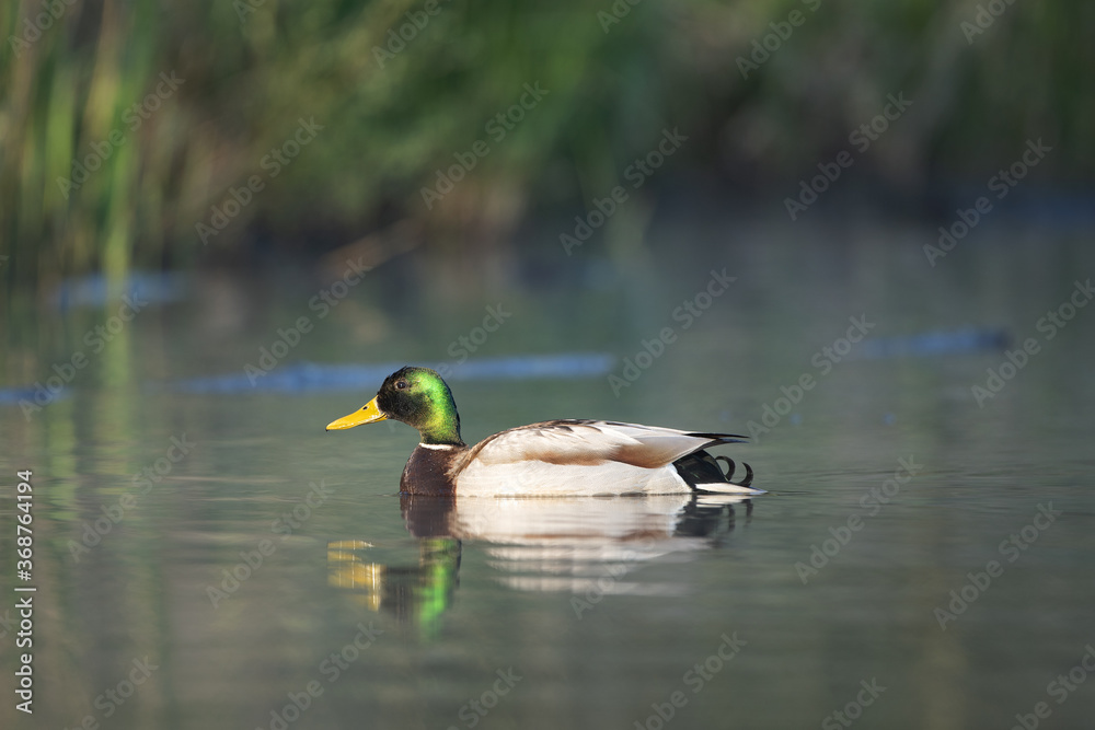 Obraz premium Mallard swimming on the lake. Duck alone on the surface. European wild nature. Calm near the lake.