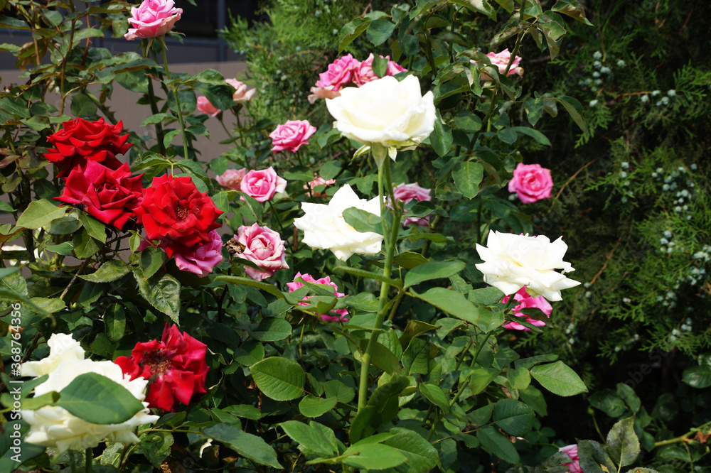 multicolored blooming roses in the park in summer.