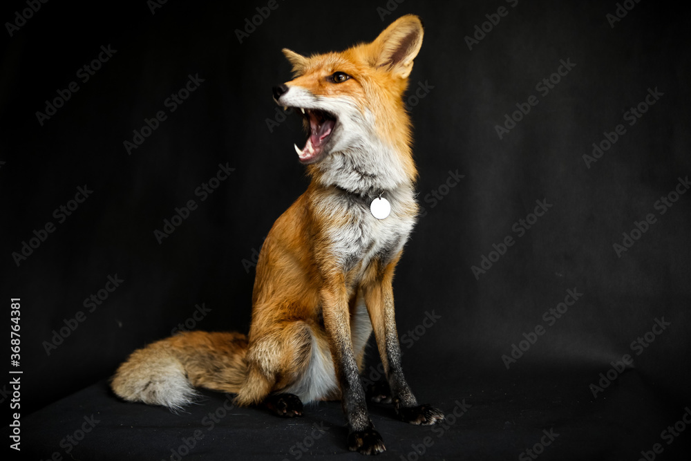 Red ginger fox sits on a black background 