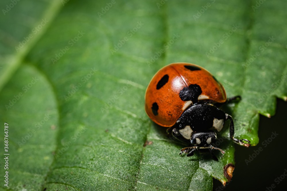The ladybug