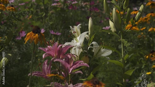 spring flowers in the garden