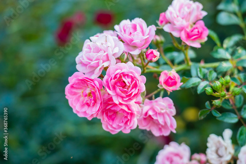 Beautiful pink roses flower in the garden © Piman Khrutmuang