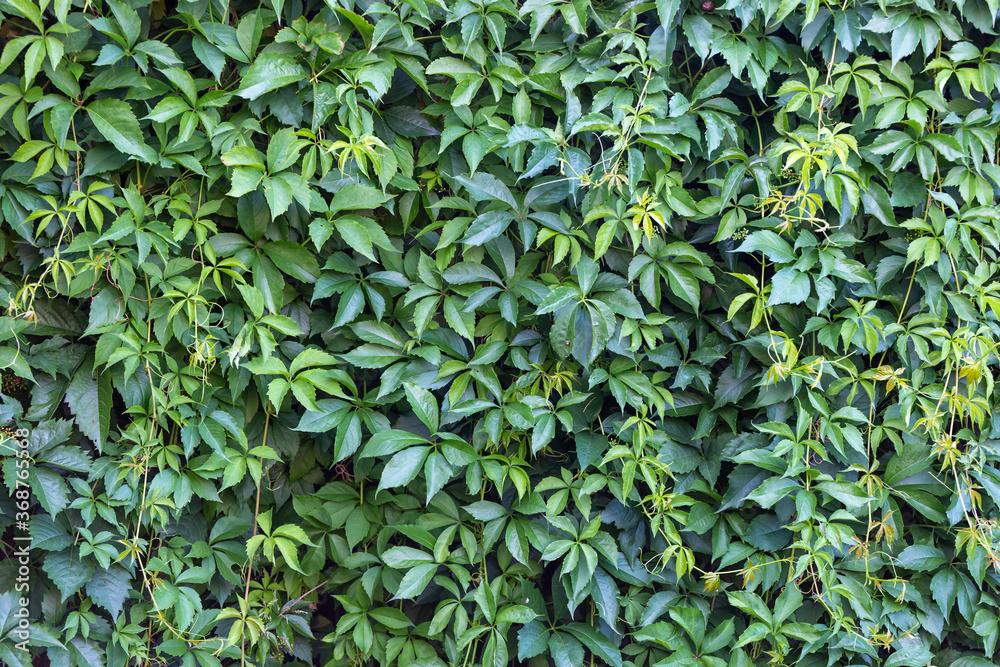 Green leaves wall for use as a background. Green leaves wall for use as a background.