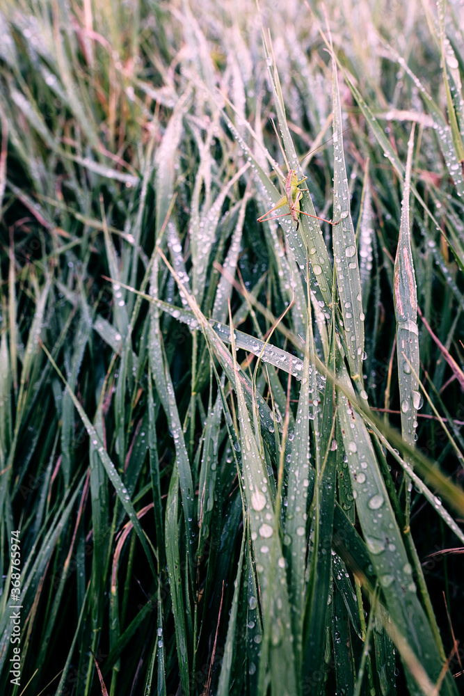 Obraz premium Grasshopper in grass with rain drops