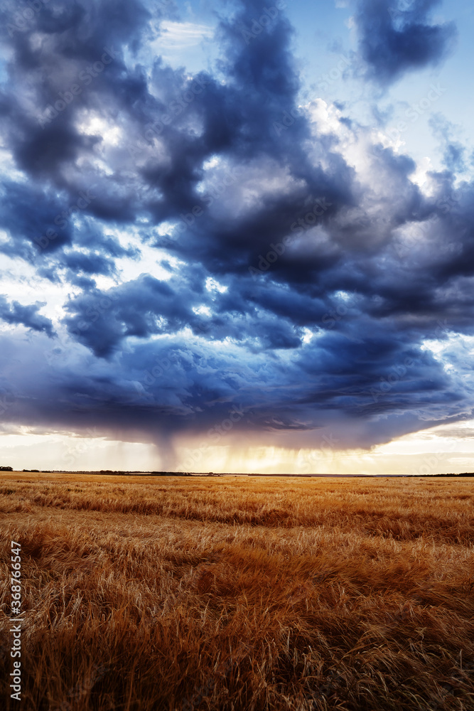 Raining clouds over a gold wheat field Raining clouds over a gold wheat field