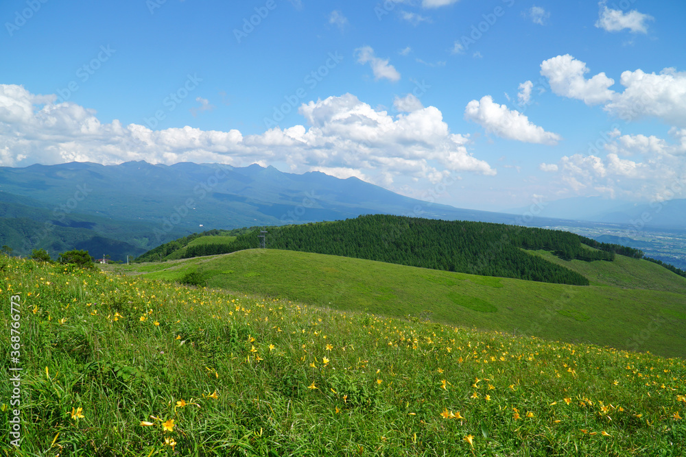 ニッコウキスゲが咲く霧ヶ峰高原 ニッコウキスゲが咲く霧ヶ峰高原