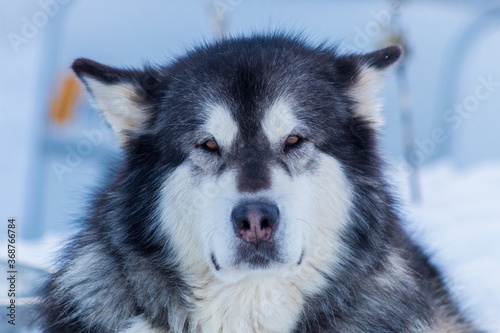 Chien de tra  neaux sourit