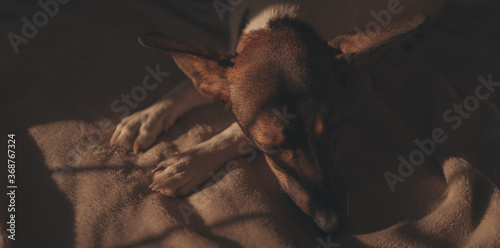 Photography Small white dog sleeping in the bed