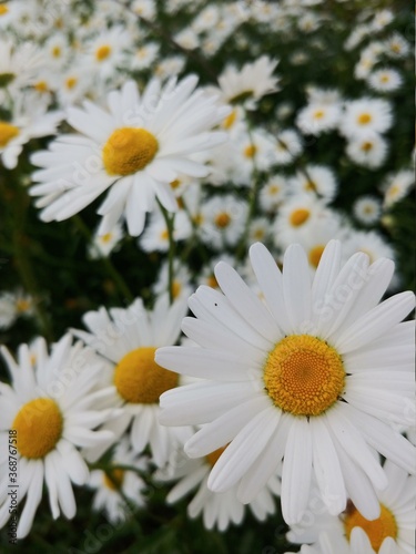 daisies in a field