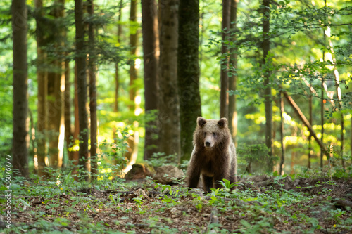 Brown bear looking for food. Bear alone in the forest. European wild nature.