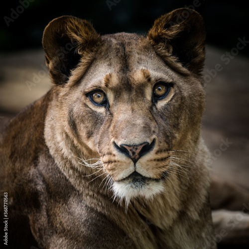 lioness portrait in nature park