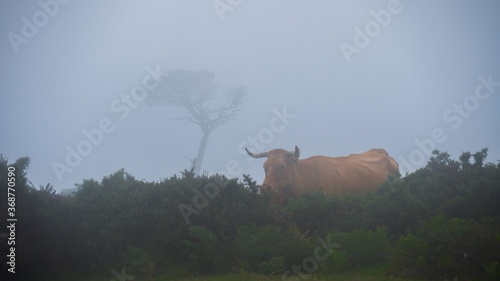 cow in the mist