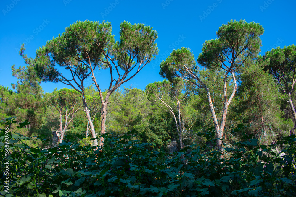 Mediterranean pine forest and bushes