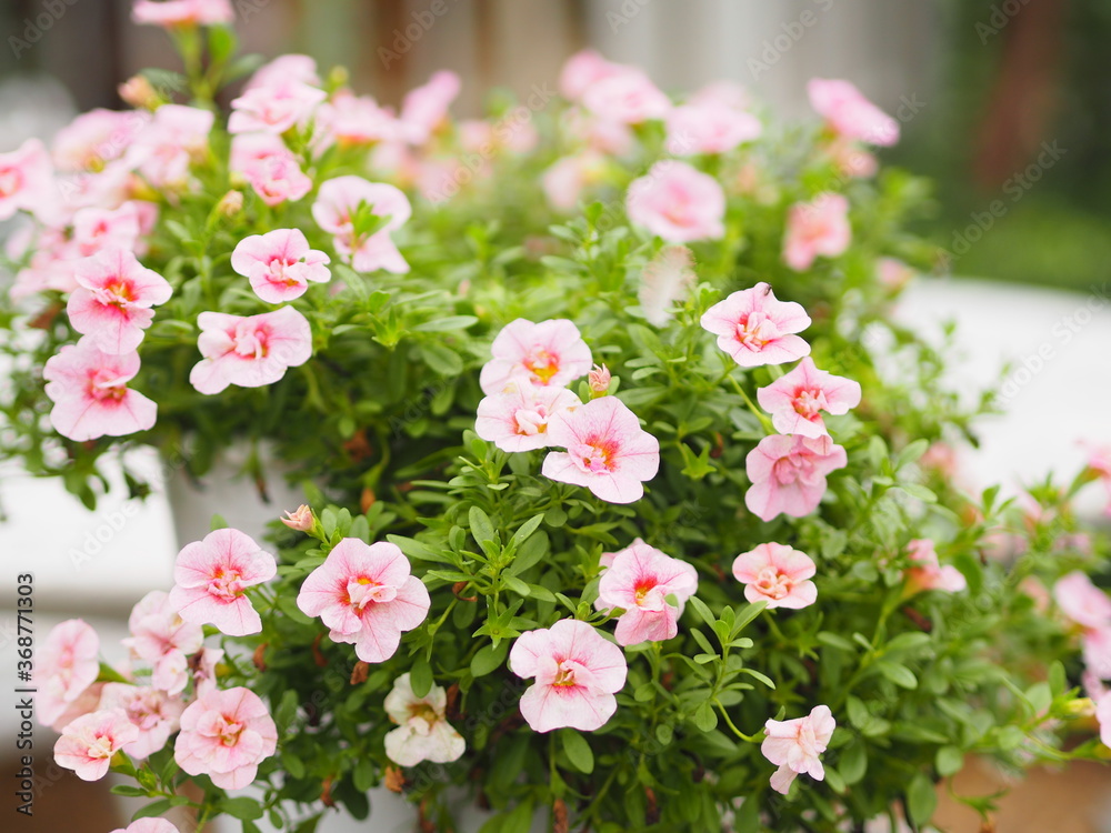 Naklejka premium Wave pink color Petunia Hybrida, Solanaceae, name flower bouquet beautiful on blurred of nature background