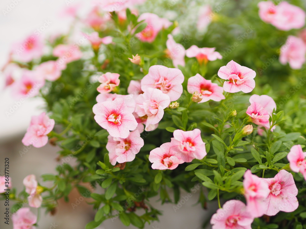 Wave pink color Petunia Hybrida, Solanaceae, name flower bouquet beautiful on blurred of nature background