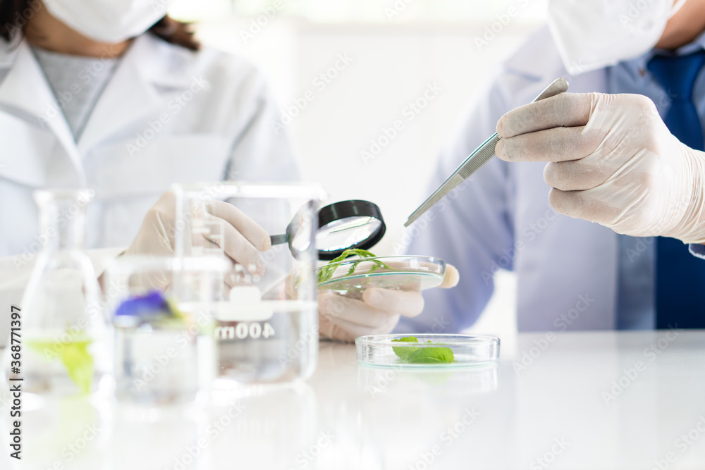 scientist wearing gloves doing experiment on plant to make new drug and skin care in biotechnology lab. science and development concept scientist wearing gloves doing experiment on plant to make new drug and skin care in biotechnology lab. science and development concept