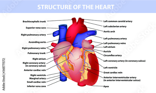 heart anatomy,  medical banner with symbols