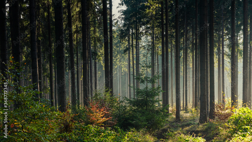Obraz premium Sonnenlicht kommt durch die Bäume