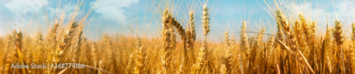 Valokuva Agriculture panorama with a wheat field
Saisonal wheat field in luminous golden colors