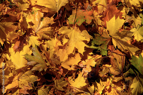 Golden autumn. Multicolored maple leaves lie on the ground