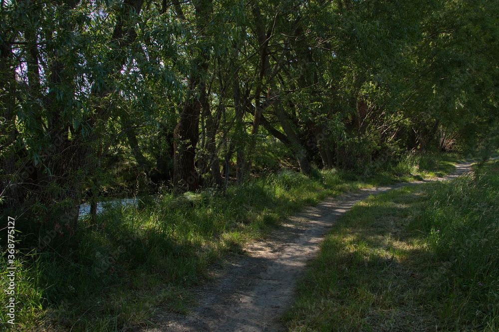 Big trees at the shore of Twizel River in Twizel on South Island of New Zealand
