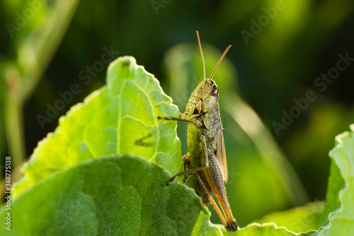 Green grasshopper with strong legs. Macro photo of a sunny meadow. A small insect sits on a green leaf.