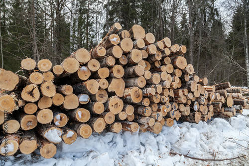 Pile of logs in deforestation site