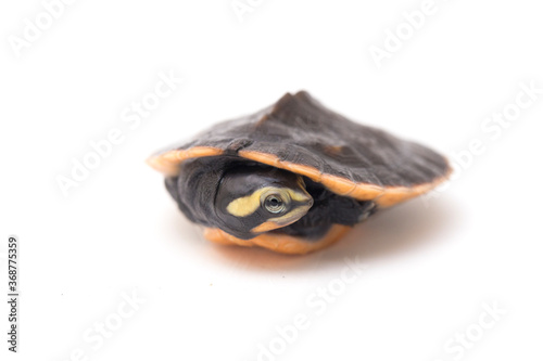 Red-bellied Shortneck Turtle (Emydura subglobosa) isolated on white background
 photo