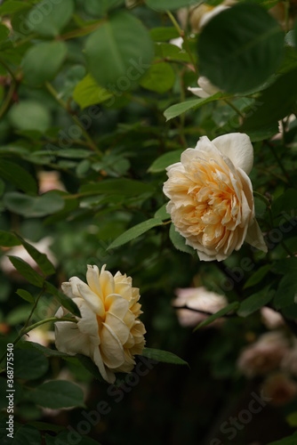 Light Cream Flower of Rose 'The Ingenious Mr. Fairchild' in Full Bloom 