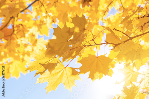 Abstract autumn background  tree branch in autumnal forest  bright warm sun light  golden autumn