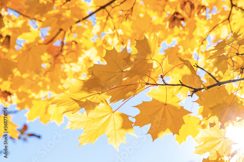 Abstract autumn background, tree branch in autumnal forest, bright warm sun light, golden autumn