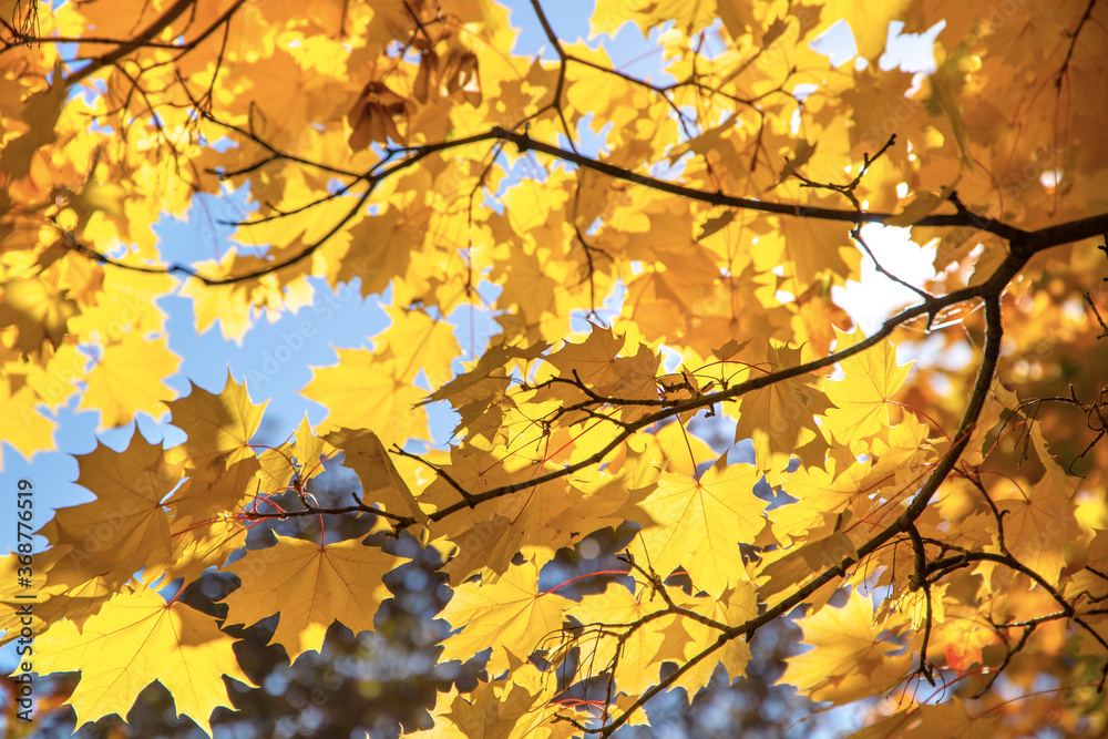 Branch with yellow leaves against the sunlight. Autumn concept background Branch with yellow leaves against the sunlight. Autumn concept background