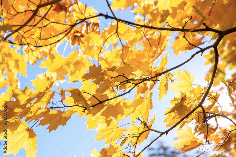 Branch with yellow leaves against the sunlight. Autumn concept background Branch with yellow leaves against the sunlight. Autumn concept background