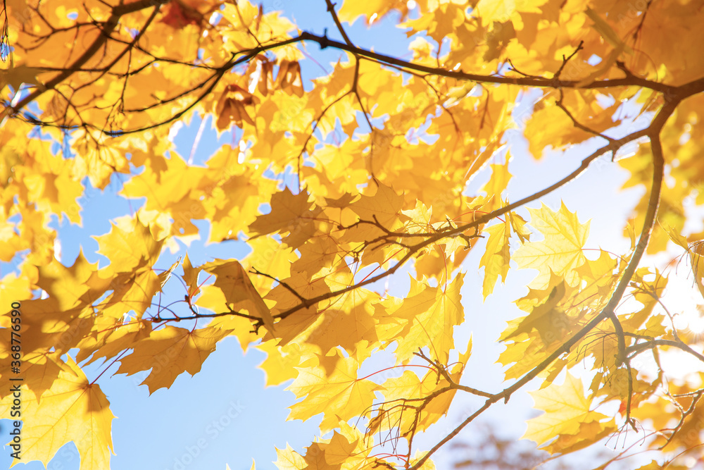 Branch with yellow leaves against the sunlight. Autumn concept background Branch with yellow leaves against the sunlight. Autumn concept background