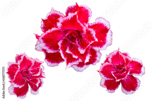 Adenium red flowers isolated on white background.