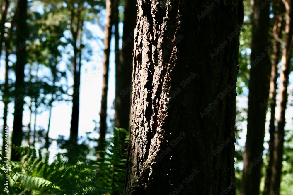 Fototapeta premium swing in the forest