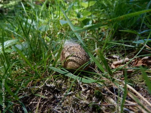 mushroom in the grass